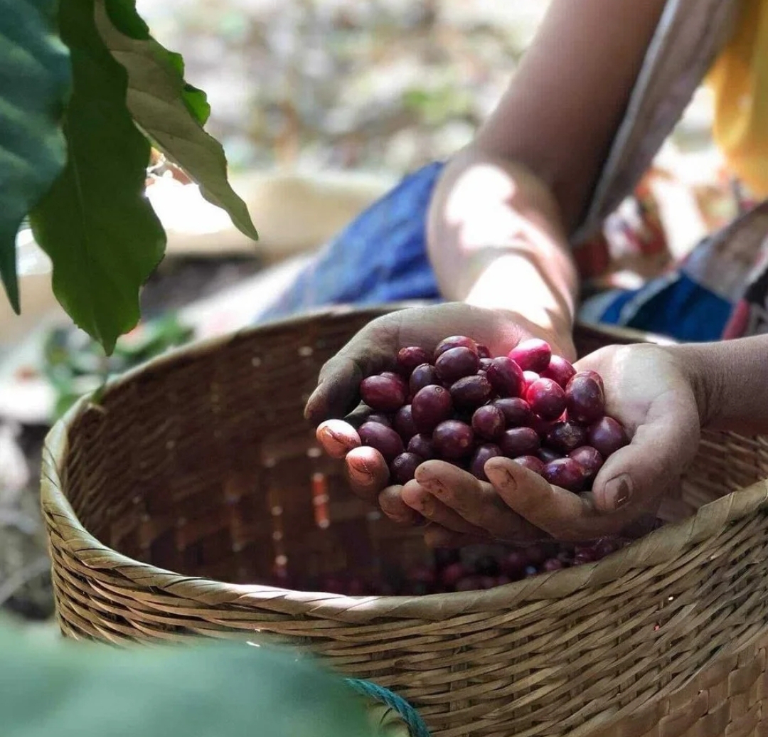 Freshly harvested Indonesian coffee cherries